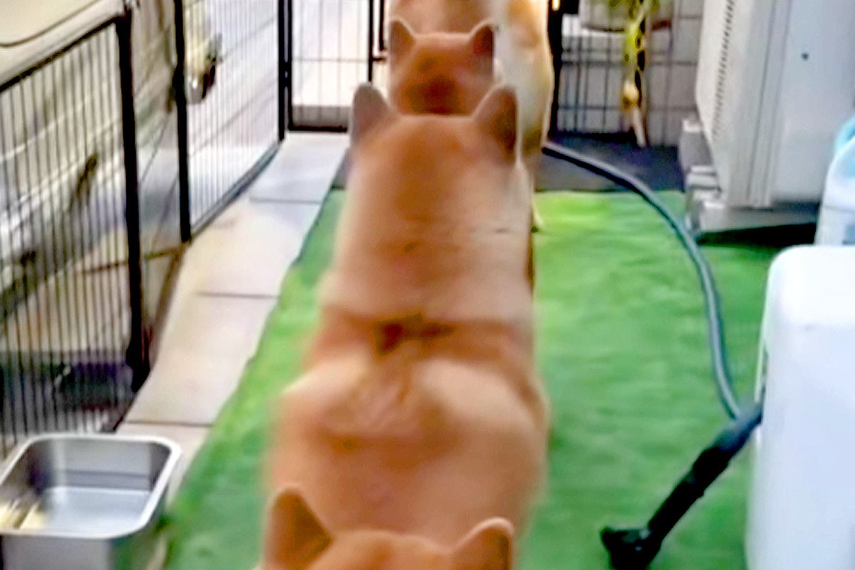 用事を終えて家に帰った女性→庭を見てみたら、犬たちが…思わず二度見する『お出迎えの仕方』が10万再生「幸せな後ろ姿」「笑えるほど可愛い」