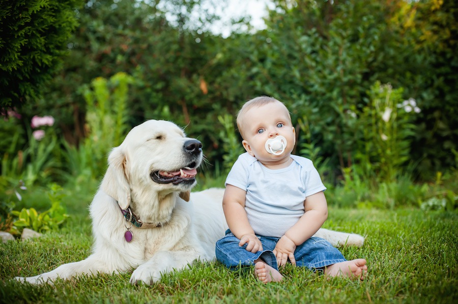 犬が未知のものに出会った時によくする行動３選