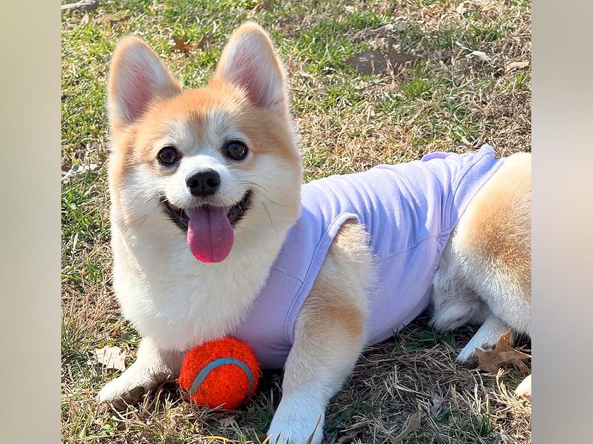 犬と一緒に庭で遊んでいたら『ヘビ』を発見→必死に逃げた結果…天才的な『まさかの行動』が622万再生「いもｗｗ」「無事でよかった」と反響