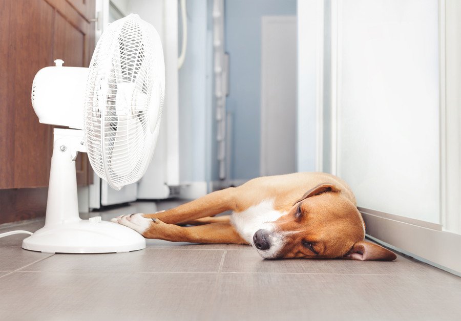 愛犬がご飯を食べない…夏場の食欲不振はこう乗り切る！お家でできる対策術について【現役獣医が解説】