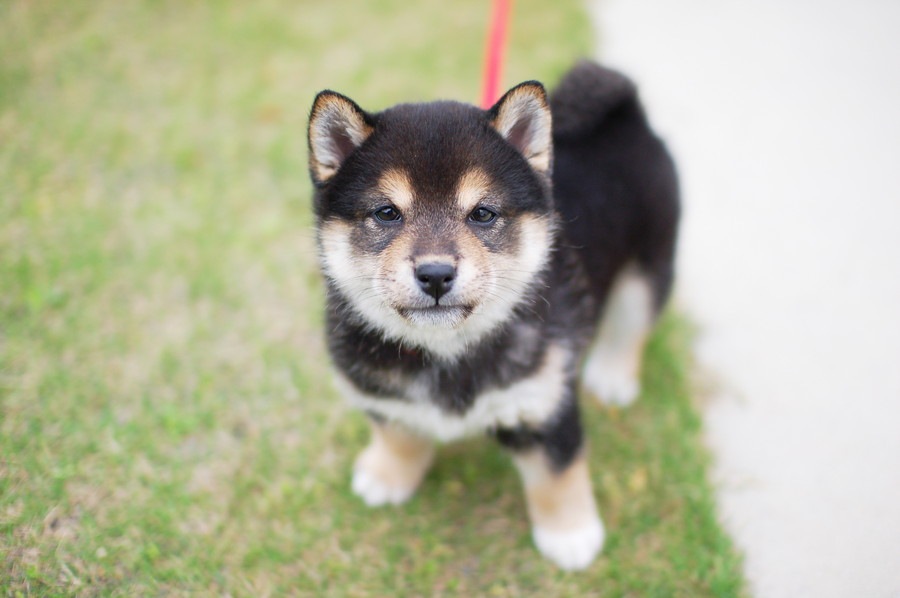 子犬が散歩を嫌がる時の理由と対処法