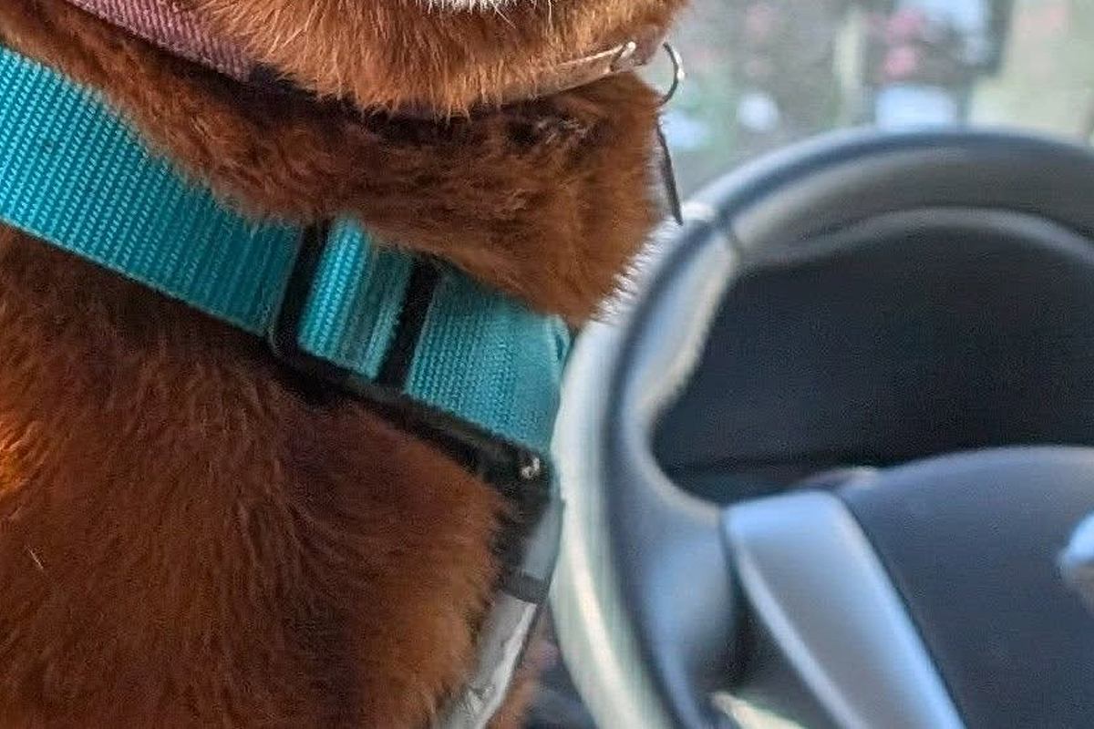『車でお散歩』と思っていた犬→行き先が『病院』で絶望し、診察が終わると…もはや別犬な『表情の差』に反響「同一犬？」「なんていう顔ｗｗ」