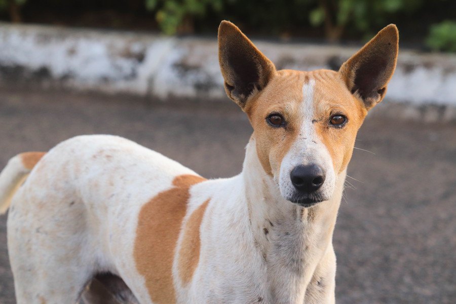 インドの野良犬研究〜犬が群れやグループで暮らす意味