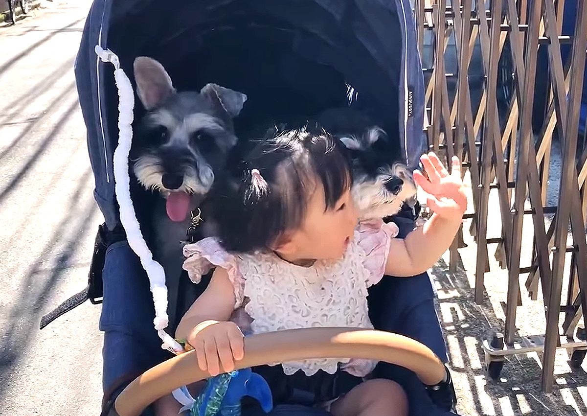 犬と赤ちゃんを『一緒に散歩』させたら…ベビーカーに収まる姿が可愛すぎると話題「こりゃたまらん」「1娘2犬のベビーカー初めて見た」