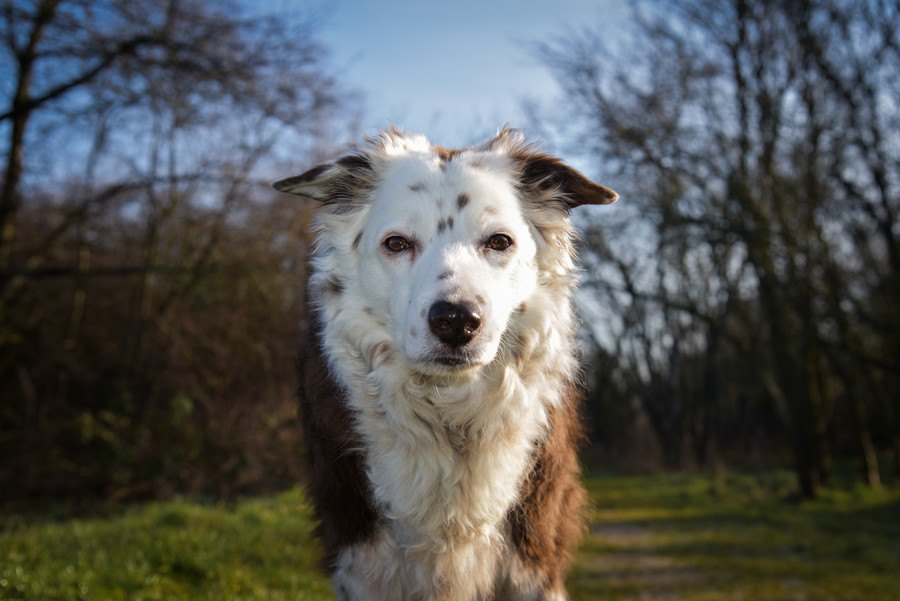 犬の性格特性は年齢と共にどのように変化するかという実験とリサーチ