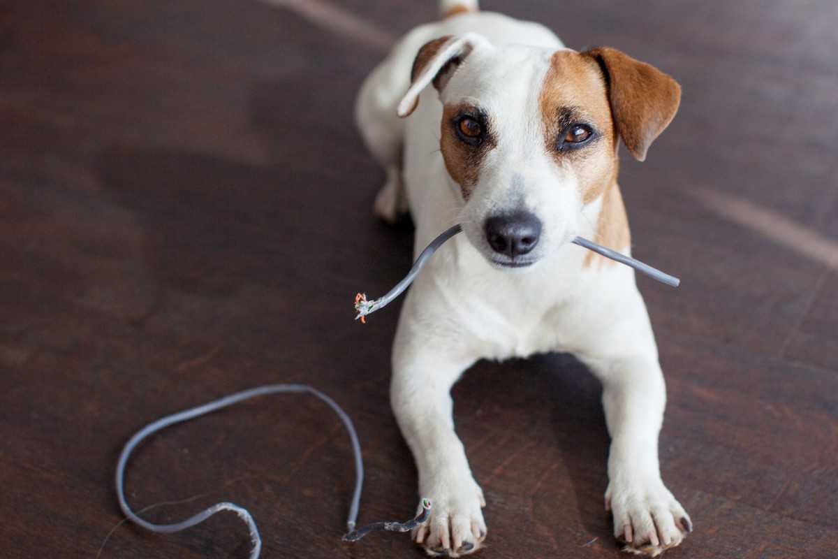 犬の飼い主が部屋に置くべきではない『危険なもの』5選