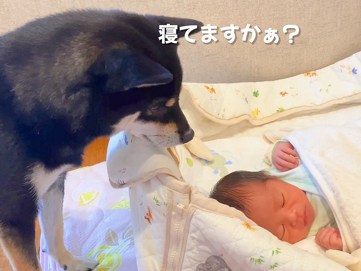 赤ちゃんがむにゃむにゃしていたら、犬が様子を見に来て…『見守り隊になる光景』が尊すぎると4万再生「仲良しですね」「優しいお兄ちゃん」