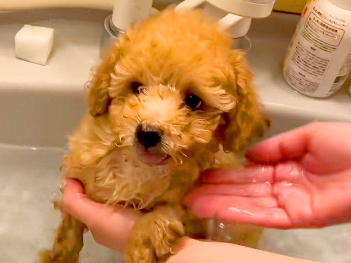 『からあげみたいな色』の赤ちゃん犬→大きくなった結果…どう見ても別犬な『衝撃の成長記録』に反響「ツートン可愛すぎ」「2度美味しい」