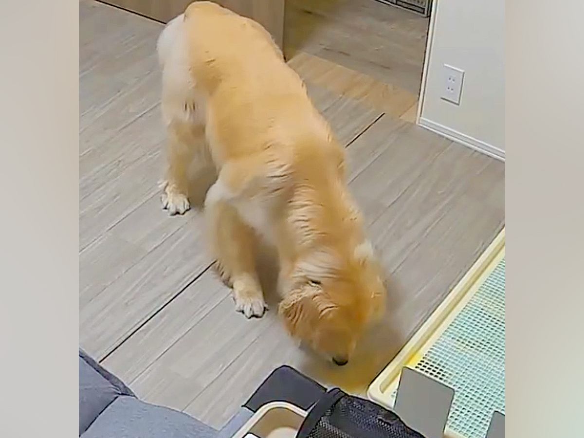 おしっこ失敗した大型犬→『どうしよう』と焦った結果…あまりにもいじらしい『まさかの光景』が49万再生「絶対許しちゃうｗ」「謝って可愛い」