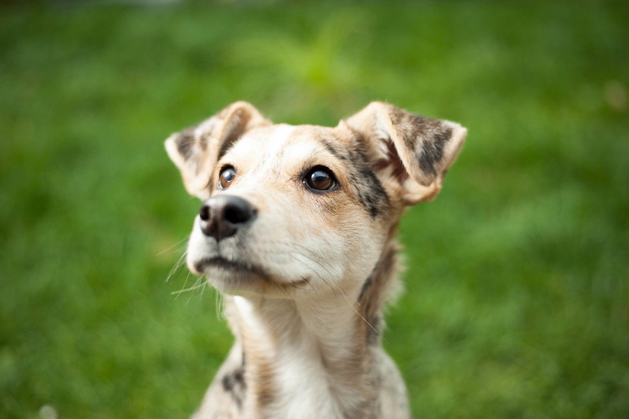 野良犬のいない国と認定されているオランダ、この国が取った対策とは？