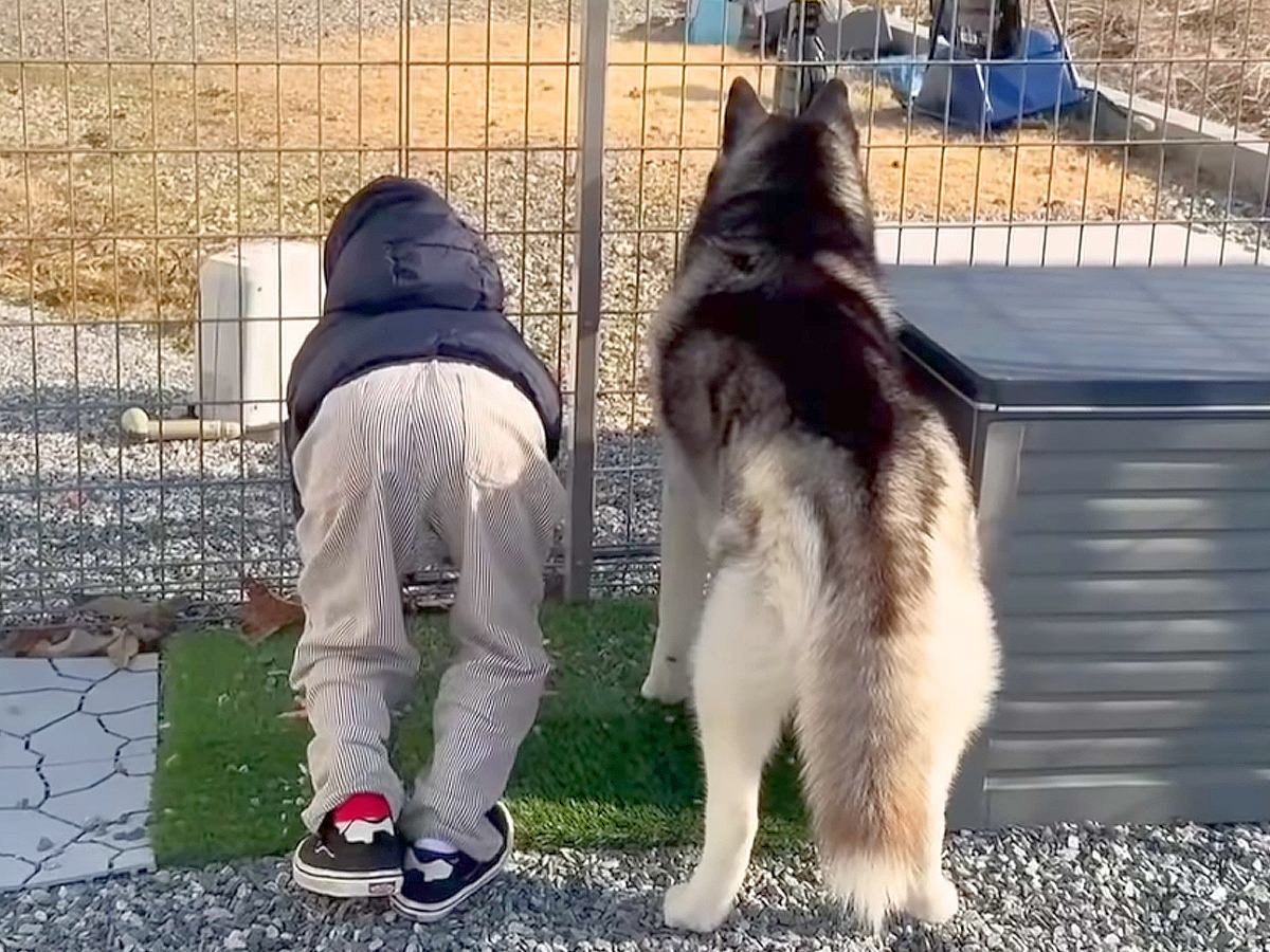 子どもたちがお泊りに来たので『大型犬に子守りを任せてみた』結果…想像以上に『神対応すぎる光景』が23万再生「泣けてくる」「優しい世界」