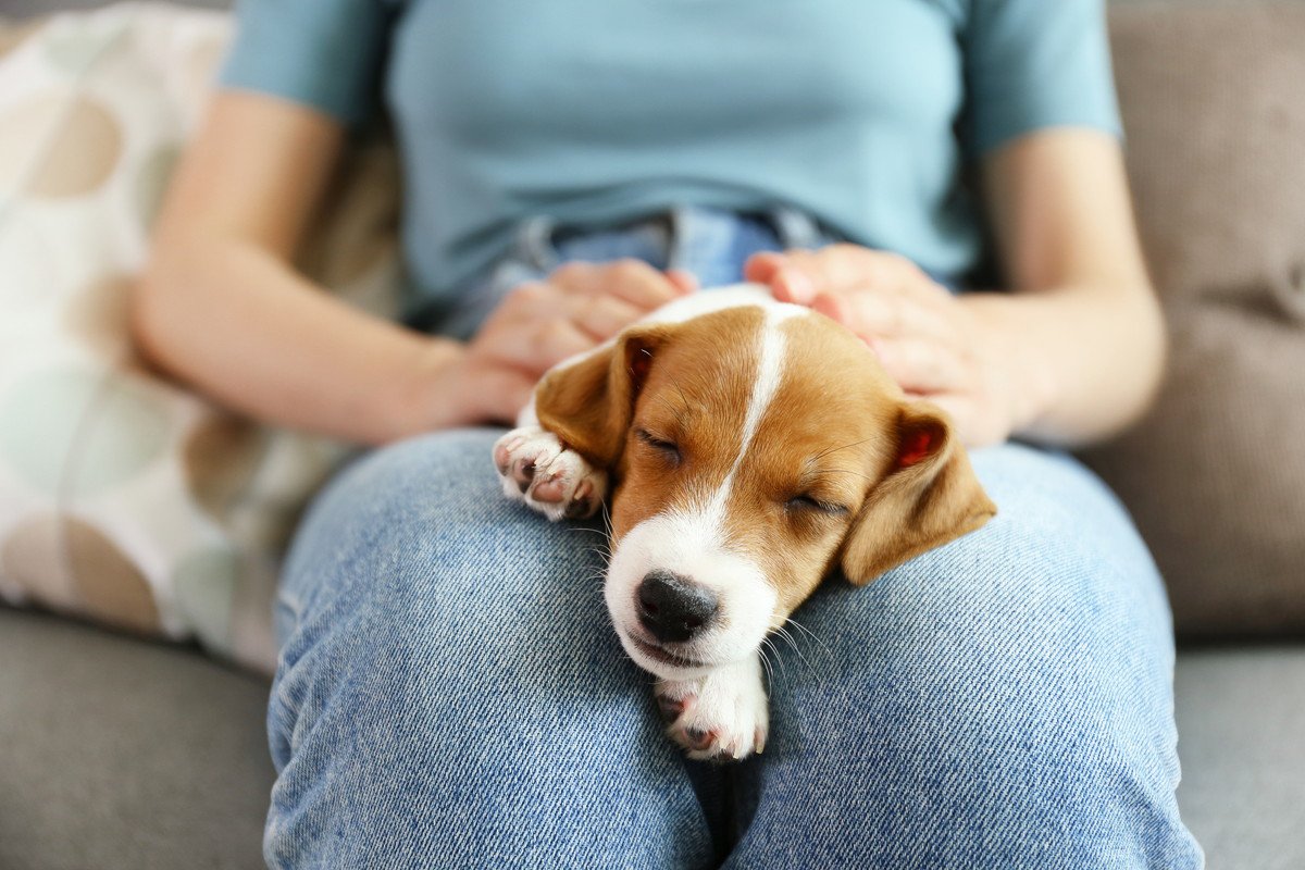 犬にとって『寝心地が良い』飼い主の部位4選！あなたの愛犬はどこで眠ることが多いですか？♡