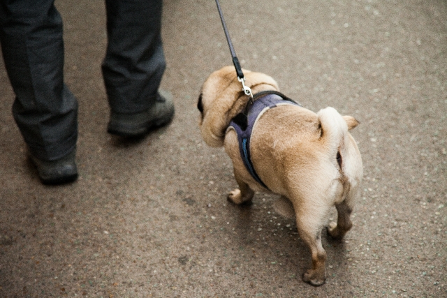 生活保護を受けている人が犬や猫のペットを飼うことについて