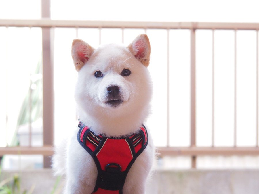 注文 日本犬大観／復刻版 （柴犬、紀州犬、四国犬、北海道犬、秋田犬、越の犬ほか）