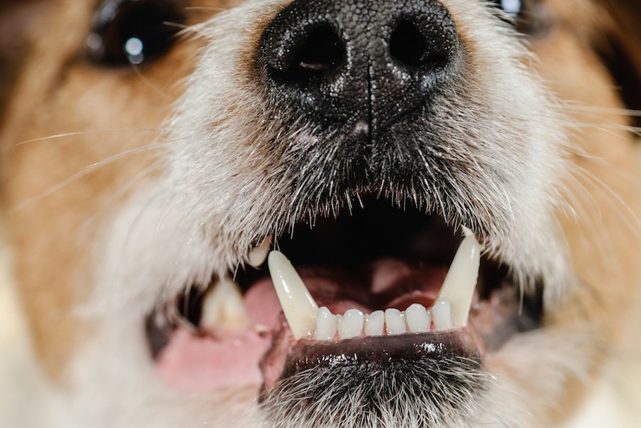 犬のアンダーショットとオーバーショットについて