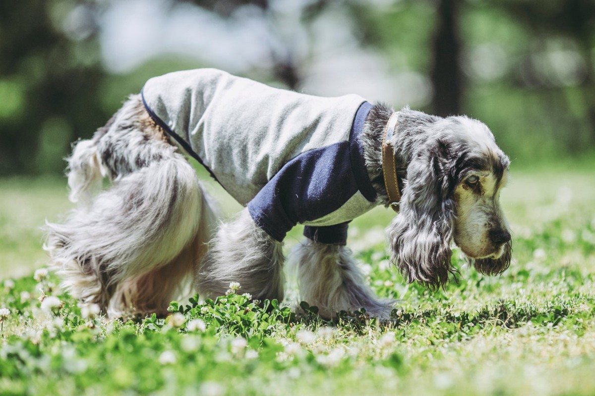 犬の認知症が進むと現れる『4つの症状』