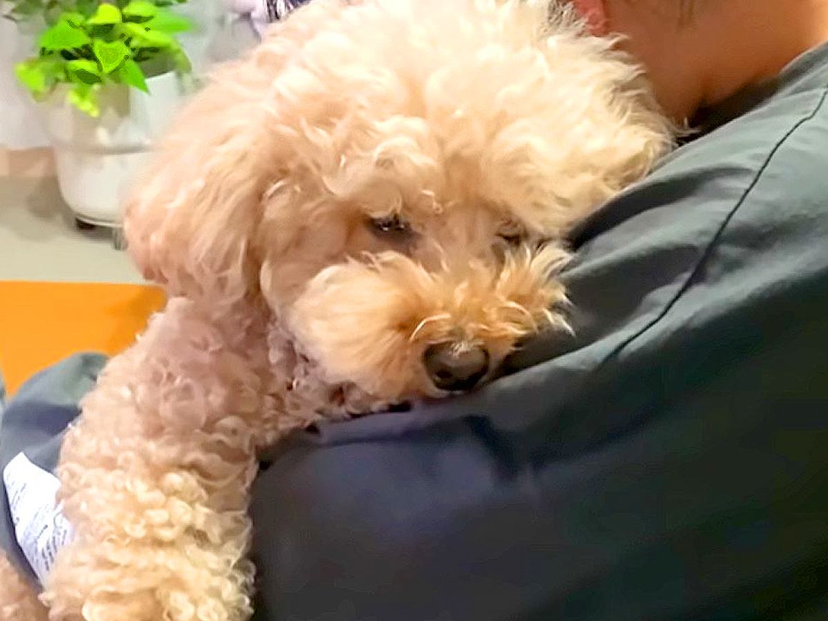お姉ちゃんの抱っこでウトウトしていた犬→いざ寝る時間になると…人間の子どものような『予想外な行動』に反響「楽しい光景ｗ」「癒された」