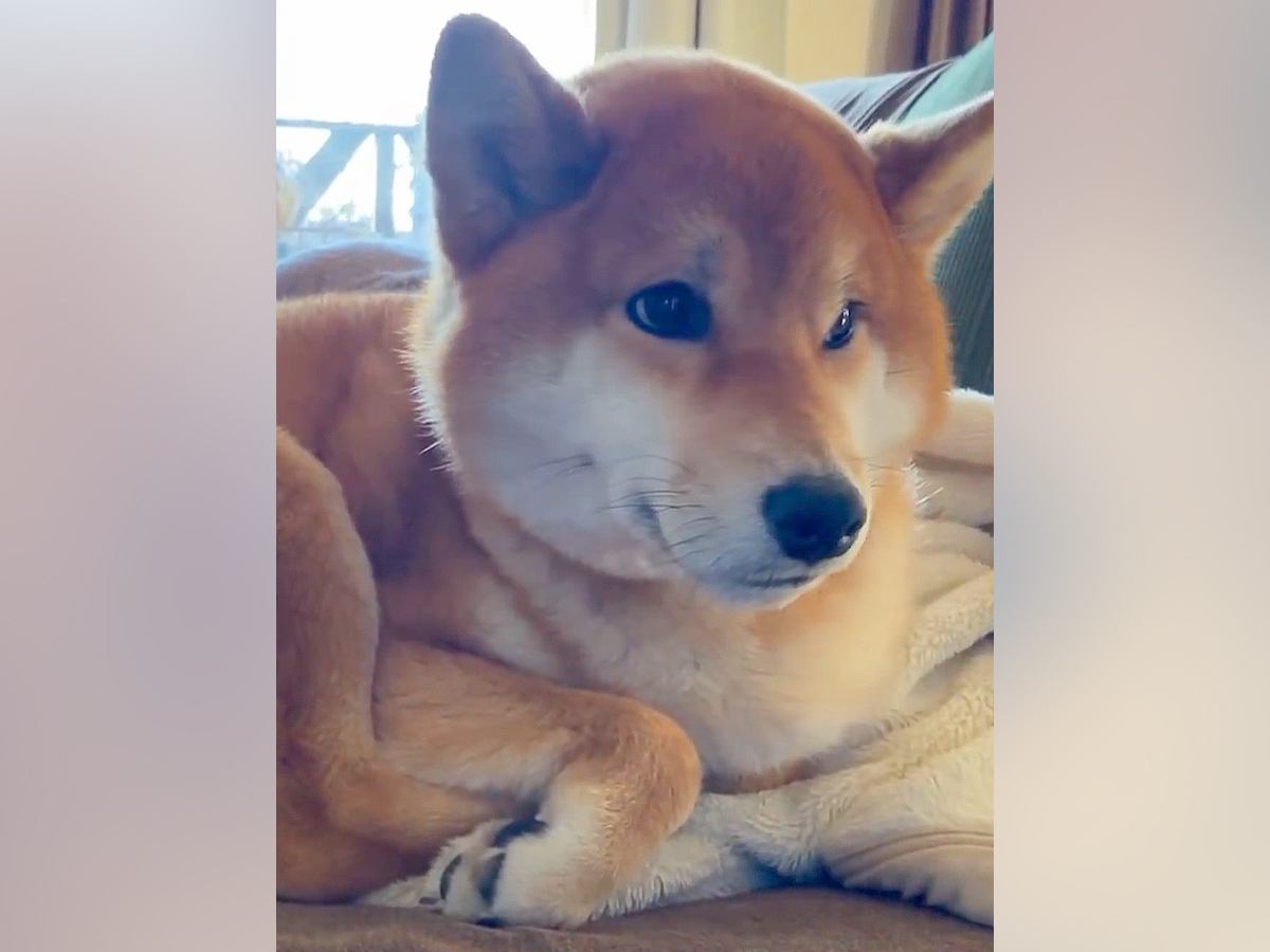 お母さんと散歩に行くつもりだった犬→相手が『お父さん』だと分かった結果…辛辣な『容赦ない対応』が35万表示「ガードしてるｗ」と爆笑