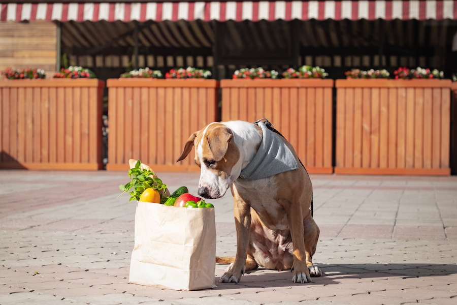 犬も食べられる夏の食材７選