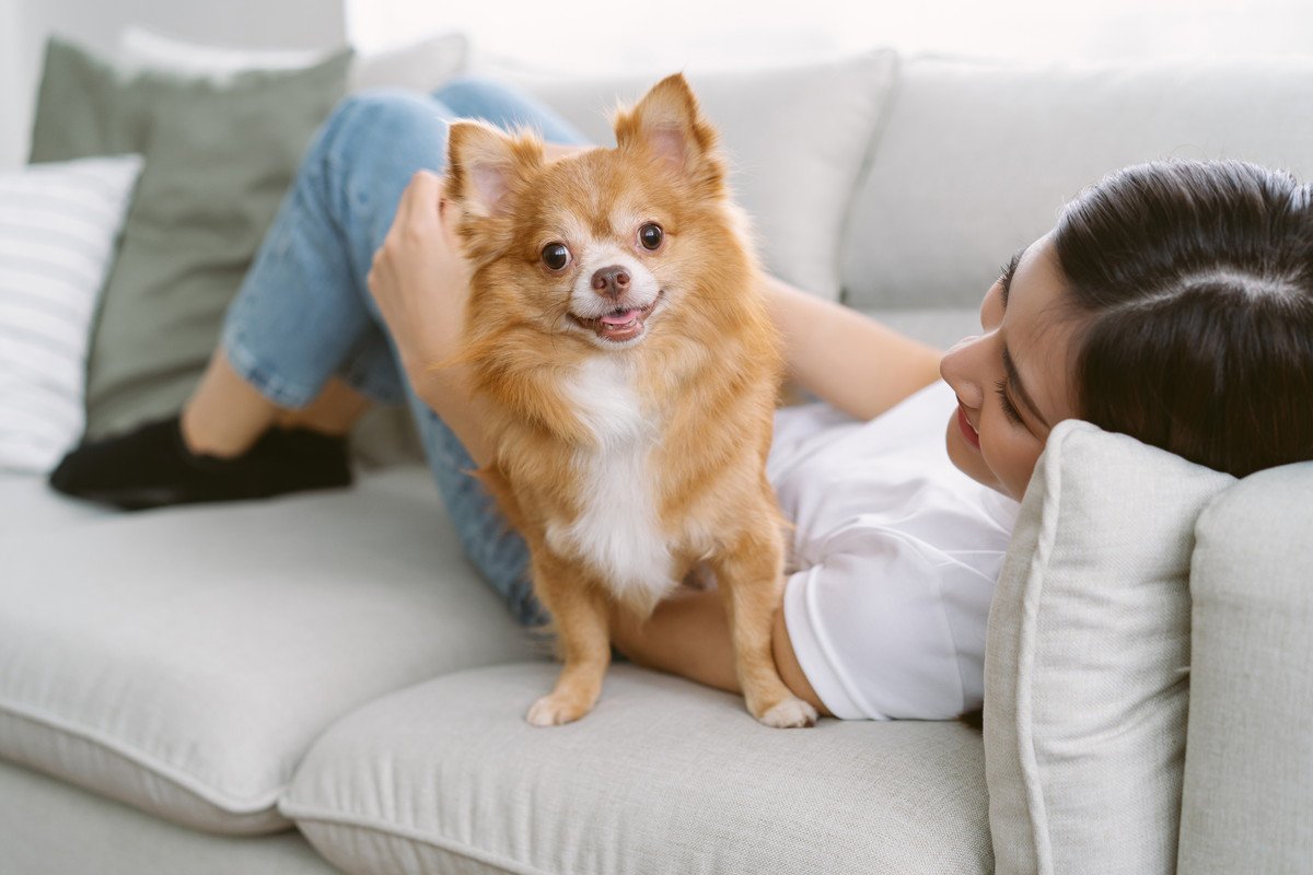 犬がソファなどの高い場所に乗りたがるのはなぜ？　4つの理由に「叱るより環境改善してみよう」「気温も関係あるのか」