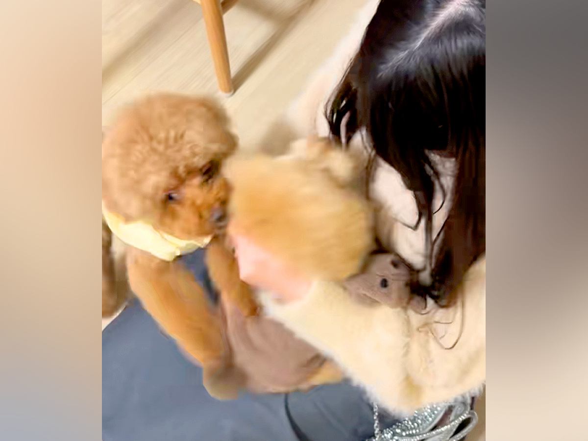 新婚旅行中、実家に預けていた犬→１週間ぶりに再会した結果…涙が出るほど尊い『お出迎えの光景』に反響「嬉しそう」「しっぽちぎれるｗ」