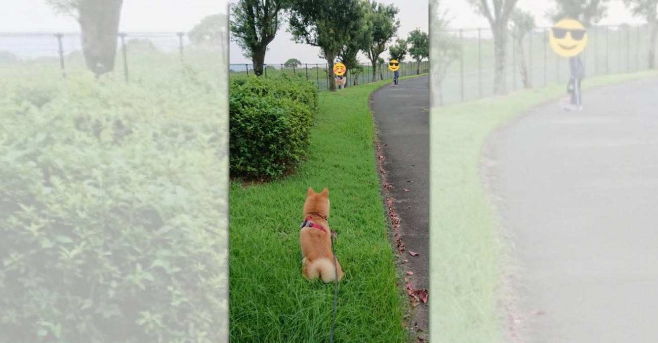 これぞ究極の柴距離？！自分の距離を貫く柴犬さんのお姿が話題