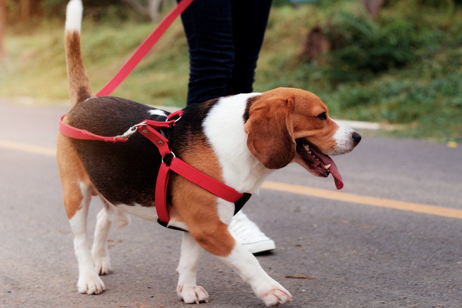 犬が散歩中にキョロキョロと周りを見る心理５選