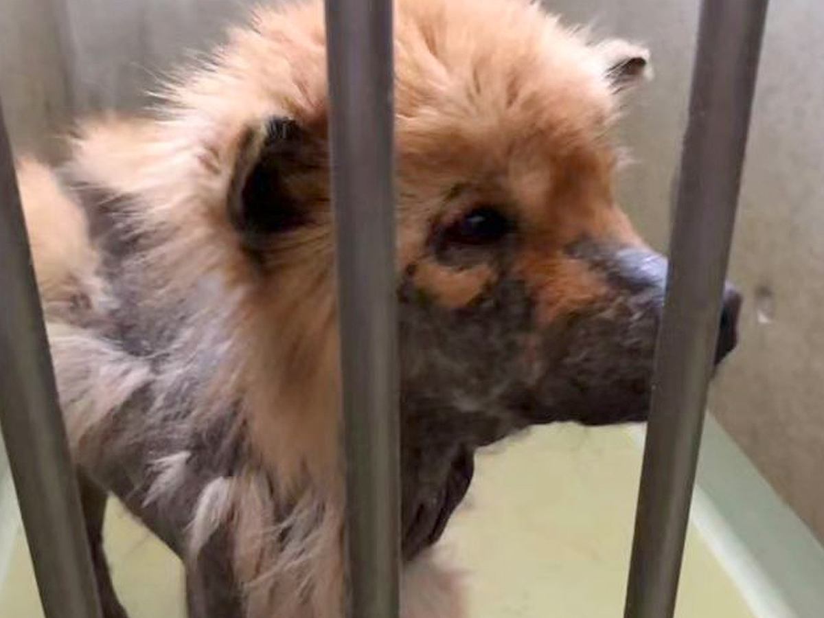 歯もない状態で山に捨てられていた『ボロボロの犬』→保護した結果…同じ犬とは思えない『嘘のような変化』が16万再生「顔が違う」「感謝」の声