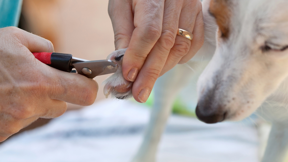 犬の爪は長すぎてもいけないが、短く切りすぎるのもダメ！？