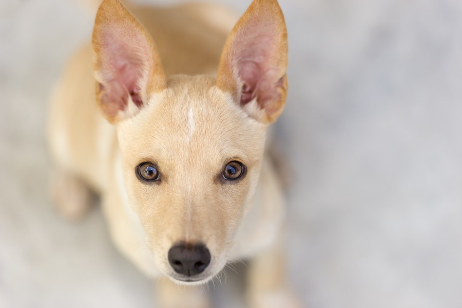 犬はどうやって飼い主を認識しているの？ニオイだけではありません。