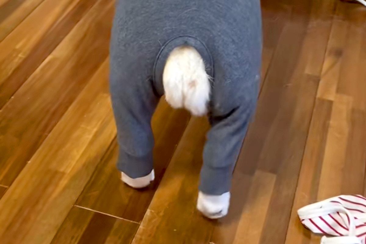 母が犬のために『ピチピチの服』を買った結果→『似合うかな』と思って着せてみると…予想外な光景が21万再生「おじいちゃん？」「たまらんｗ」