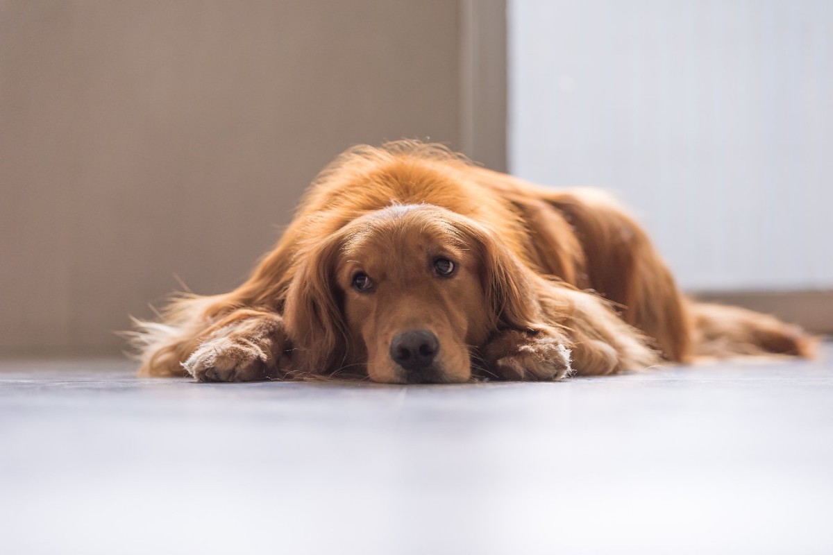 犬が『全く満足していない時』によくする仕草や行動4選！