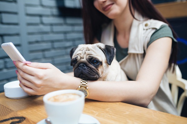 大阪でおすすめの犬カフェ8選！癒やしを求めて同伴OKの所など