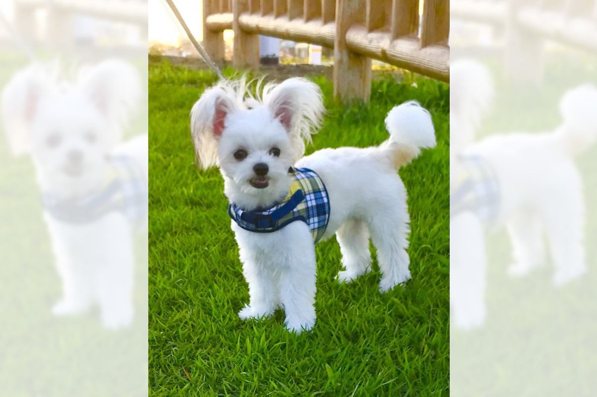 チワマル（ミックス犬）ってどんな犬？性格・寿命・飼い方のポイントを解説