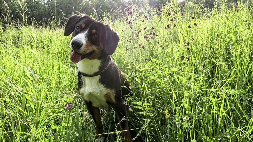 夏は要注意！草むらでのマーキングは危険がいっぱい！