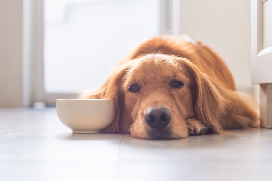 犬が『初めて食べたもの』に見せるカワイイ反応５選♡