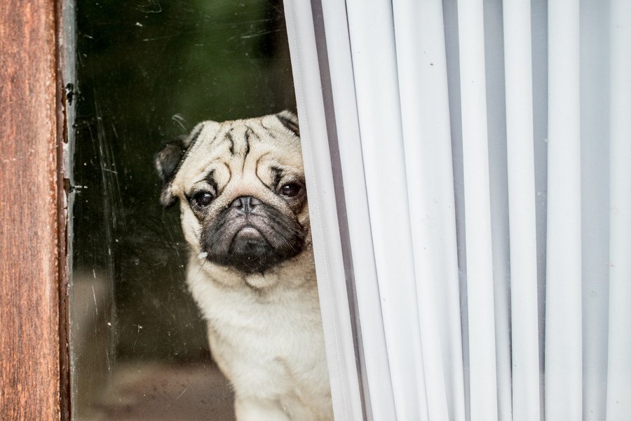 犬が『飼い主と離れたくない』と思っている時の仕草や行動４選