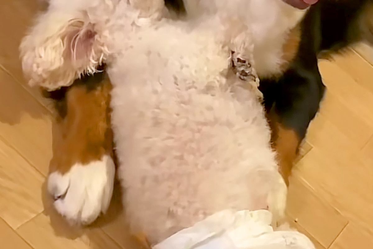 ふと、犬2匹の様子を見てみた結果→なぜか腕枕で『よちよち』していて…あまりにも愛おしい光景が13万再生「天使がいる」「尊すぎて涙が…」