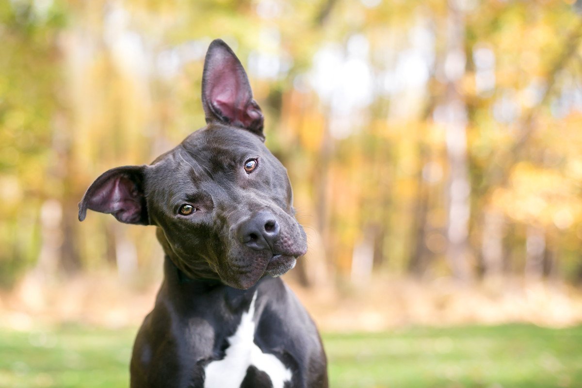 犬が耳を動かしているときの心理6つ　感情が表れる仕草から愛犬の気持ちを読み取ろう