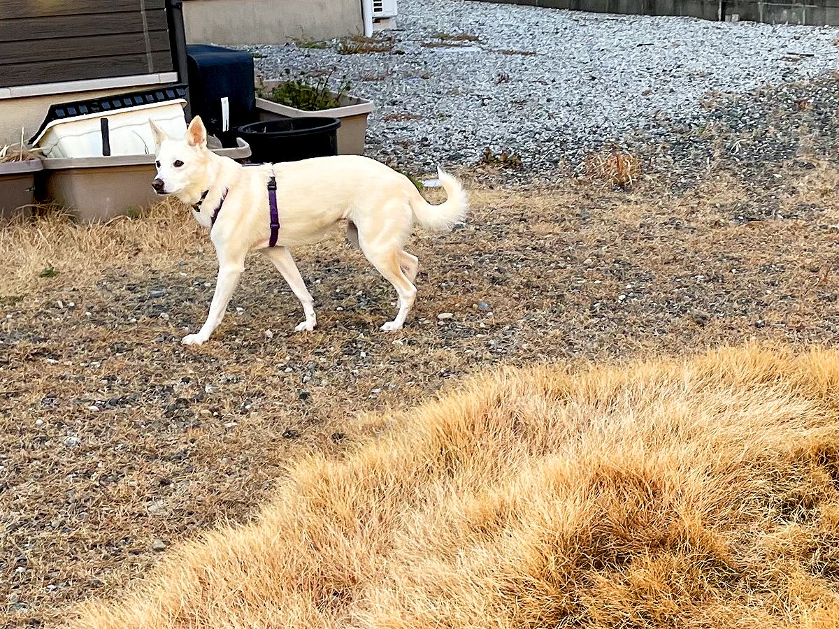 犬が『庭の同じ場所でトイレをし続けた』結果…まさかの『衝撃的な変化』が6万いいね「豊穣の女神だったか」「枯れないのすごすぎ」と驚きの声