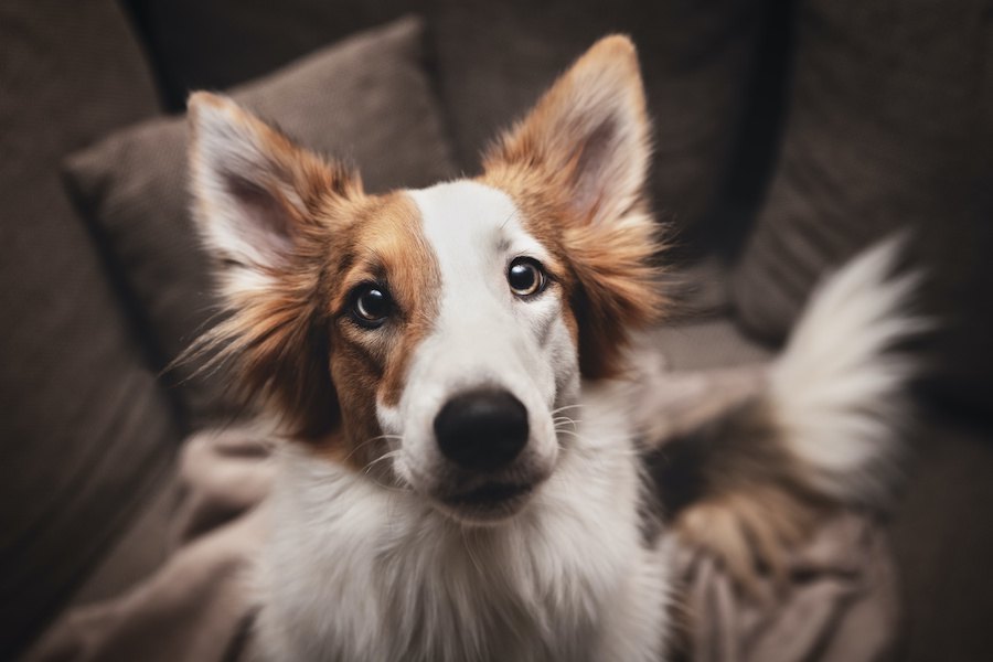 犬は『飼い主の顔』を認識しているの？