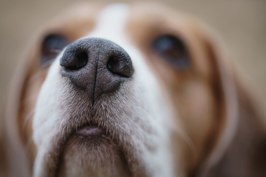 犬が鼻をブーブー鳴らす３つの心理