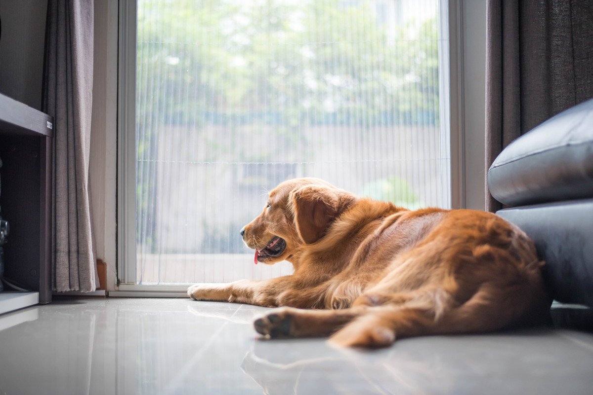 犬が『飼い主から離れたがる』4つの理由とは　その対処法や愛犬とのほどよい距離の取り方まで解説