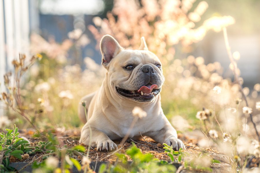 『ブサカワな犬種』5選　それぞれの性格や特徴、飼うときに気をつけるべきことまで