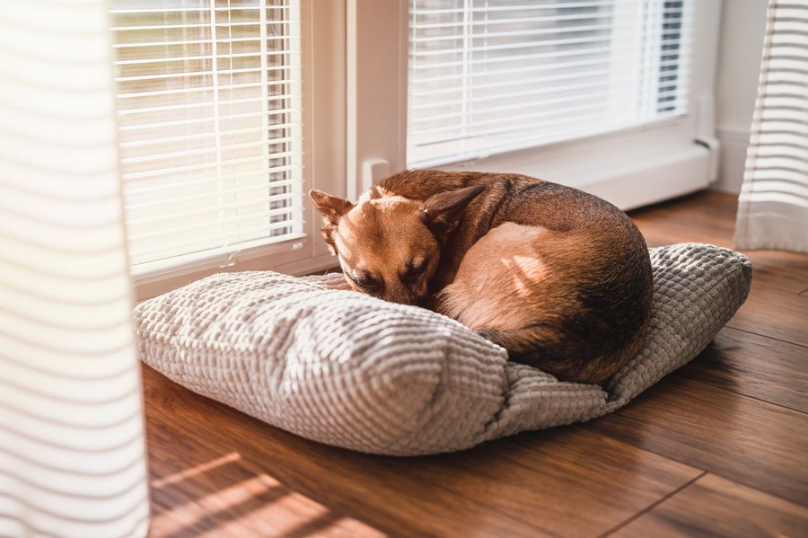 犬が飼い主を避けたがる時の心理４選！嫌われちゃったの？それとも怒ってる？