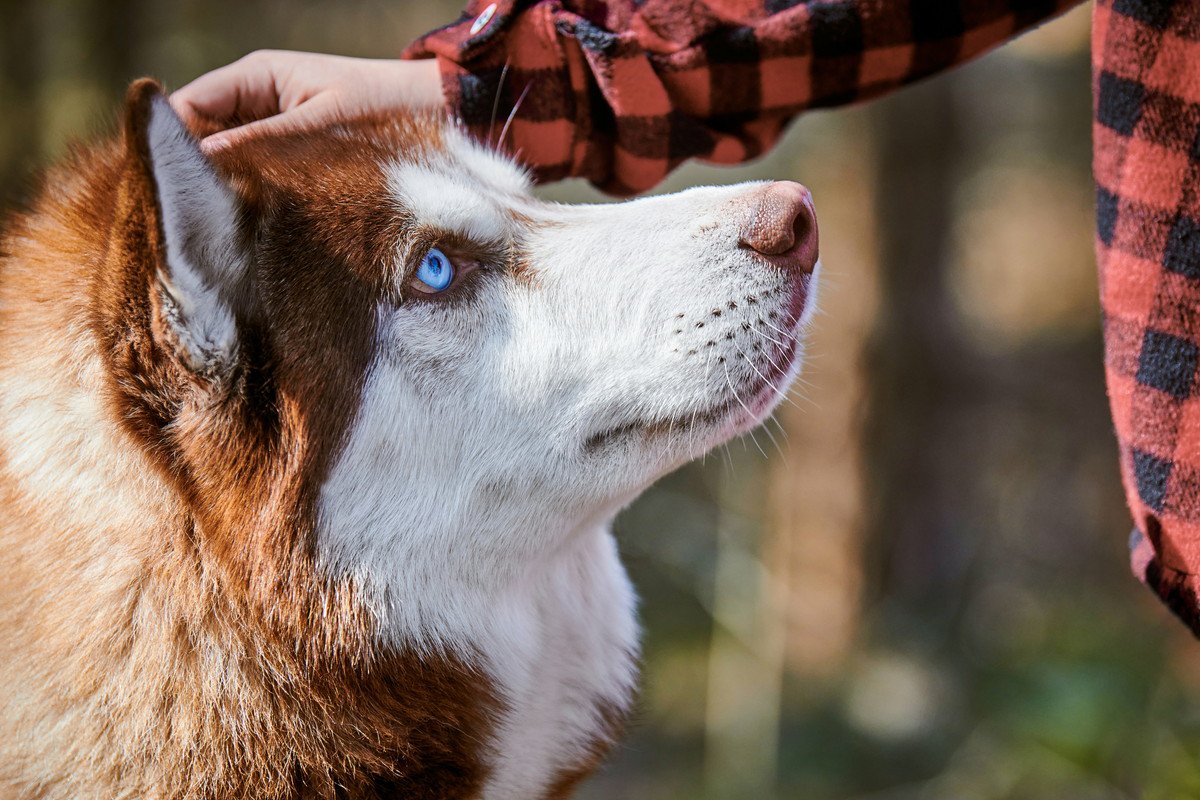 「目が青い犬種」3選！美しい目を持つワンコに思わず魅了される 