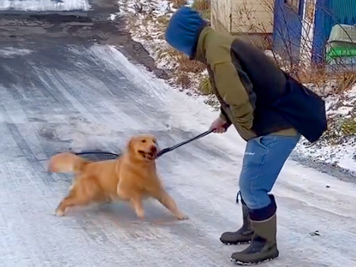 凍った下り坂を大型犬と歩いた結果…『体を張ったお散歩光景』に428万再生の反響「ゆっくりー！が切実すぎて草」「二躯と四駆の差ｗ」と爆笑