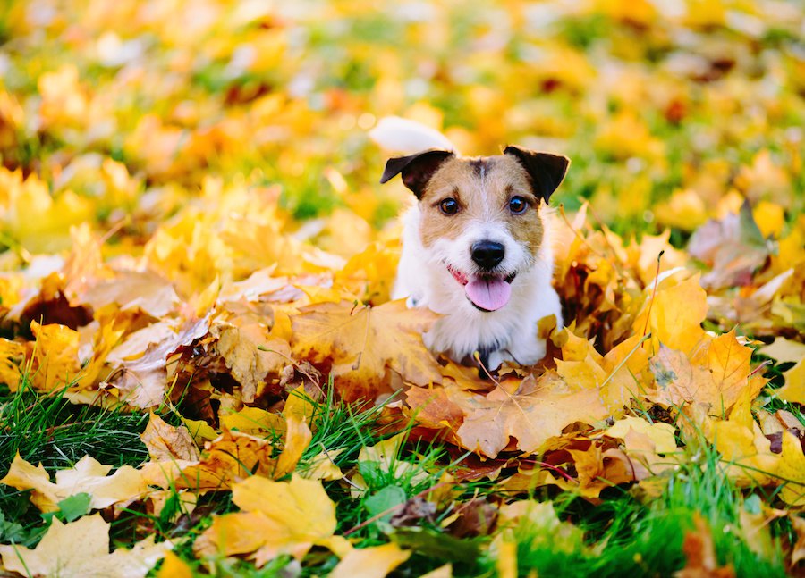 犬が干し柿を食べるのは大丈夫？与え方や注意点、柿との違いについて