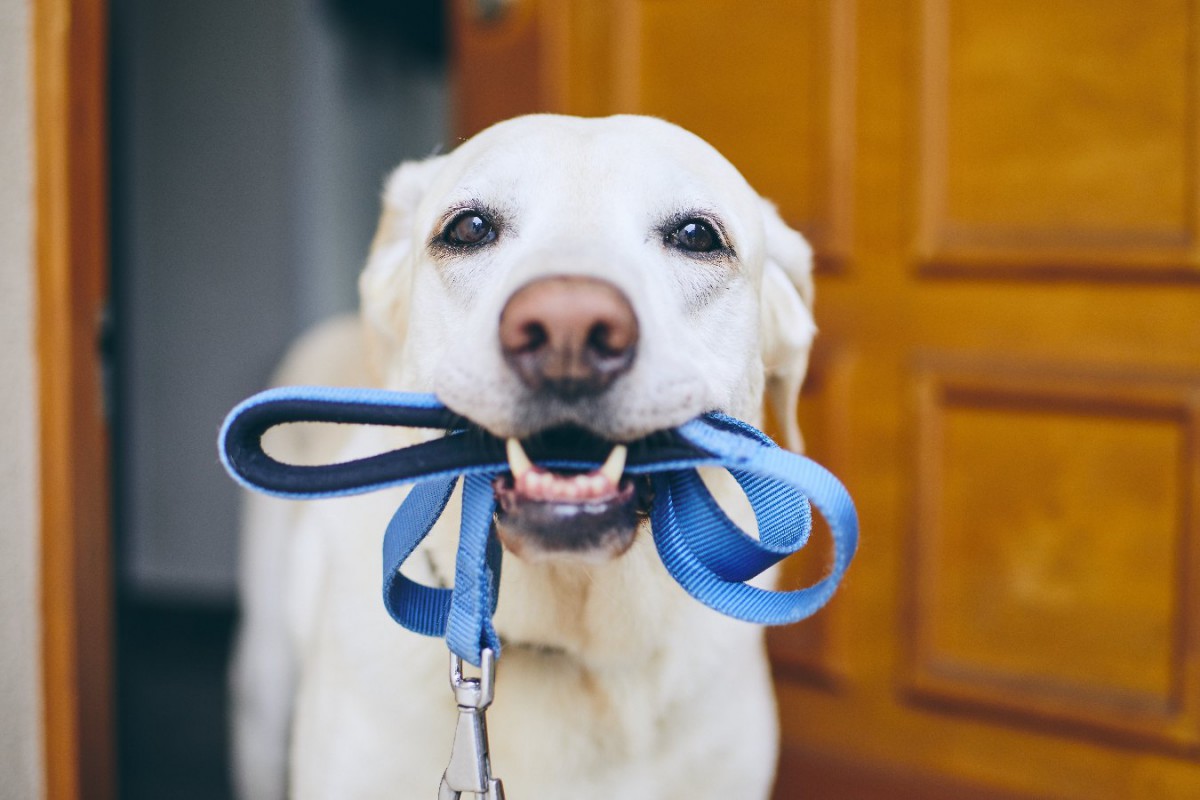 たくさん散歩をする必要がある犬種5選！時間の目安や飼うコツを解説