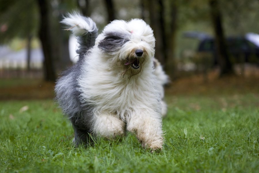 犬の前髪は長いまま放置してても大丈夫？